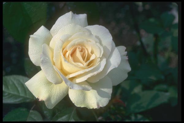 084095 Hybrid Tea Rose, Double Delight  A4 Photo Print