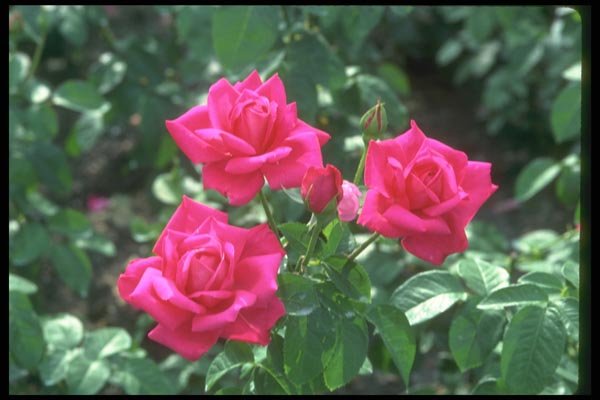 084096 Floribunda, Miss All American Beauty  A4 Photo Print