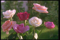 084097 Rose Cluster A4 Photo Print
