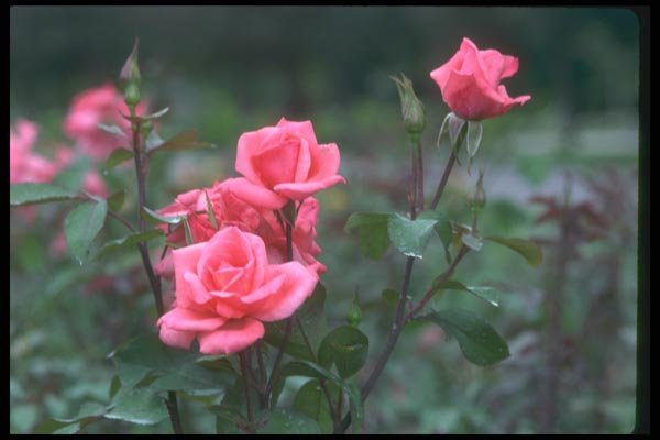 084098 Floribunda Rose, City Of Leeds  A4 Photo Print