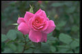 084099 Pink Floribunda Rose A4 Photo Print