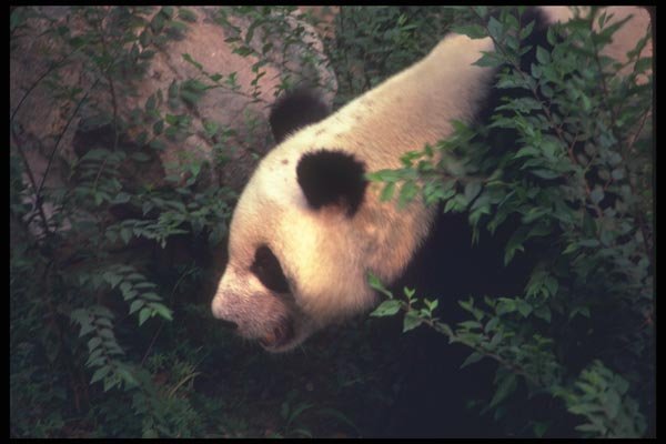 085000 Head Of Panda A4 Photo Print