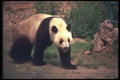 085001 Panda A4 Photo Print