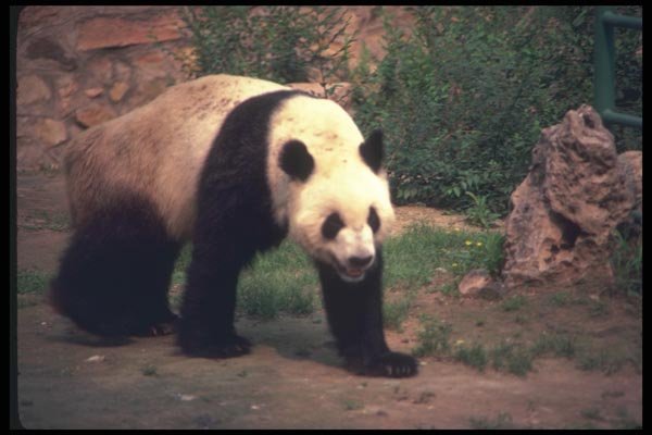 085001 Panda A4 Photo Print