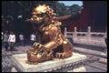 085011 Lion, Close Up Beijing A4 Photo Print