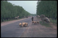 085018 Sheep On Road Countryside Near Beijing A4 Photo Print