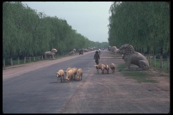 085018 Sheep On Road Countryside Near Beijing A4 Photo Print