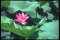 085032 Lotus, Summer Palace Beijing A4 Photo Print