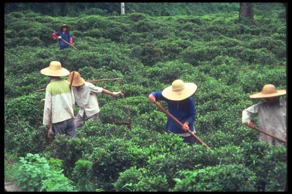 085073 Tea Cultivation, Hang Chow A4 Photo Print