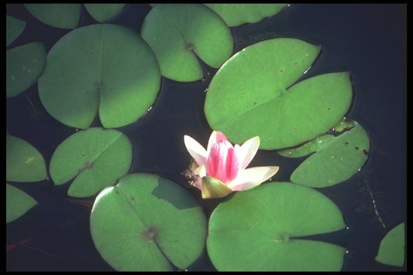085080 Water Lillies, Hang Chow A4 Photo Print