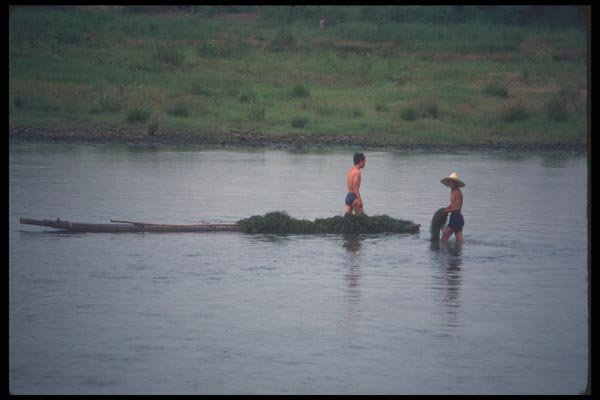 085087 Harvesting Weeds, Li River, Gweilin A4 Photo Print