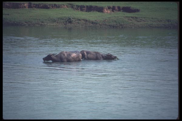 085094 Water Buffalo Eating Weeds, Li River, Gweilin A4 Photo Print