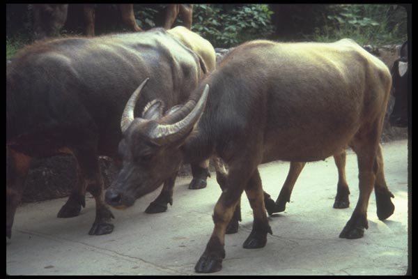 085095 Water Buffalo, Li River, Gweilin A4 Photo Print