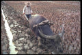 085096 Plowing With Water Buffalo, Gweilin A4 Photo Print