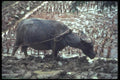 085097 Water Buffalo In Field, Gweilin A4 Photo Print