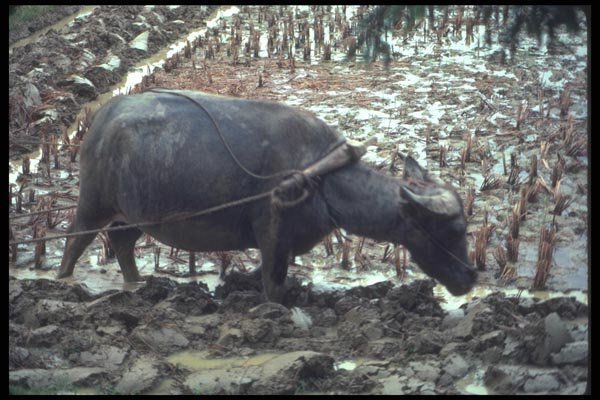 085097 Water Buffalo In Field, Gweilin A4 Photo Print