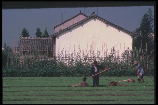 085098 Rice Field, Gweilin A4 Photo Print