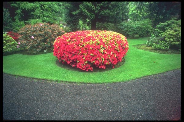 086013 Portland, The Japanese Gardens, Azalea A4 Photo Print