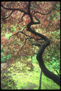 086018 Portland, Japanese Lace Leaf Maple A4 Photo Print