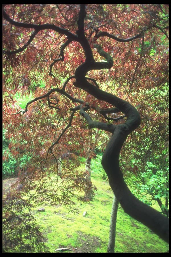 086018 Portland, Japanese Lace Leaf Maple A4 Photo Print
