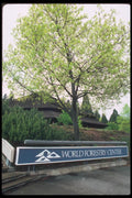 086019 Portland, The World Forestry Center A4 Photo Print