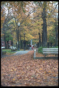 086021 Portland, The Park Blocks A4 Photo Print