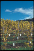 086022 Yamhill County, Vineyards A4 Photo Print
