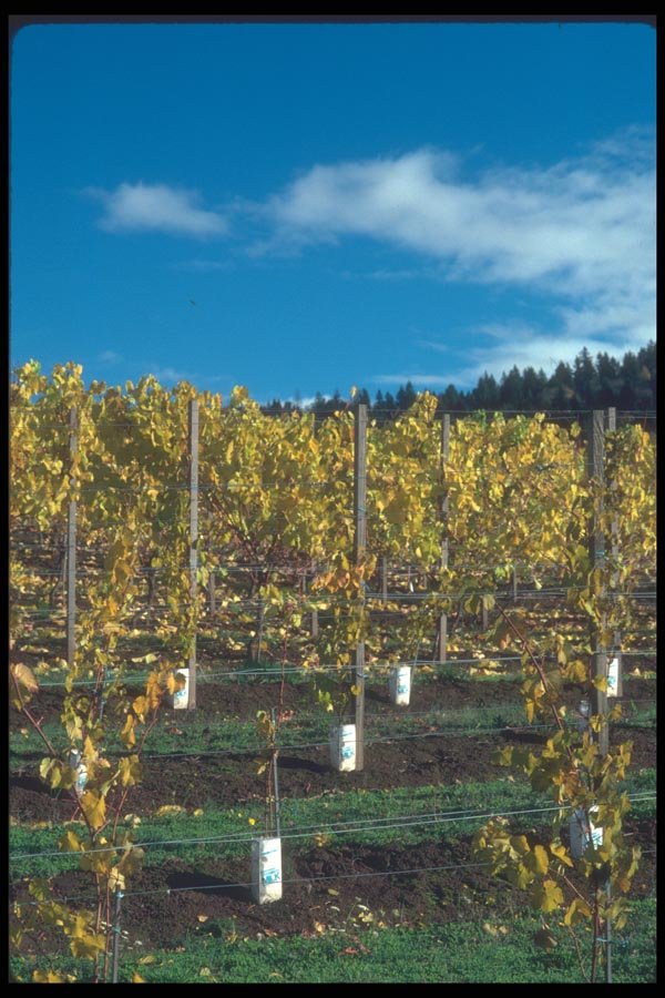 086022 Yamhill County, Vineyards A4 Photo Print