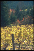 086023 Yamhill County, Vineyards A4 Photo Print