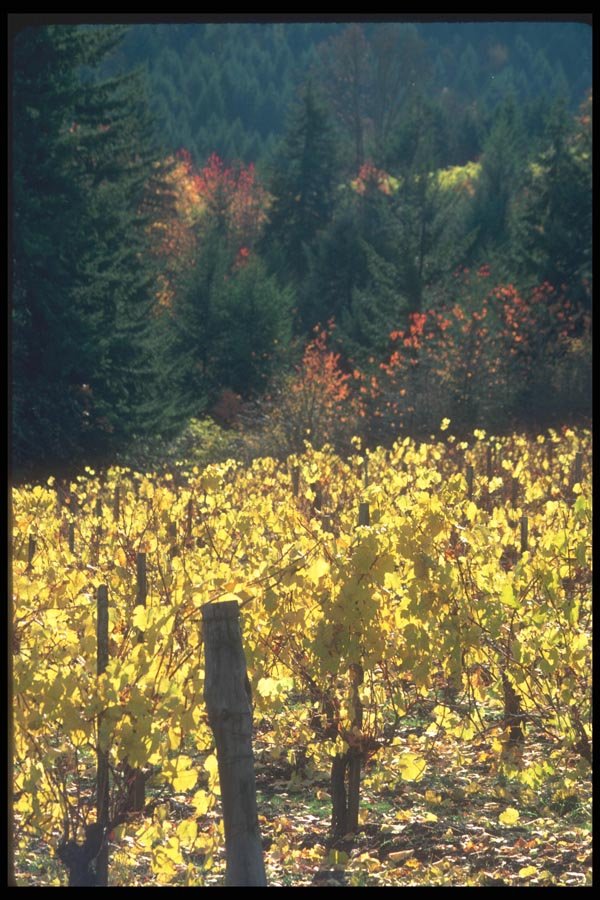 086023 Yamhill County, Vineyards A4 Photo Print