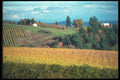 086024 Yamhill County, Vineyards A4 Photo Print