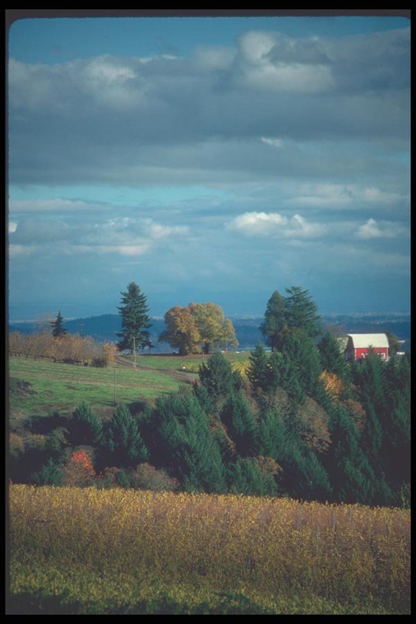 086025 Yamhill County, Vineyards A4 Photo Print