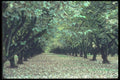 086026 Yamhill County, Filbert Orchard A4 Photo Print