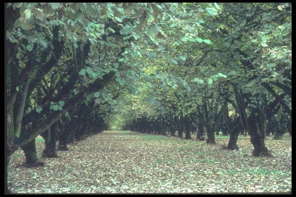 086026 Yamhill County, Filbert Orchard A4 Photo Print