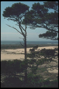 086048 Oregon Dunes National Recreation Area A4 Photo Print