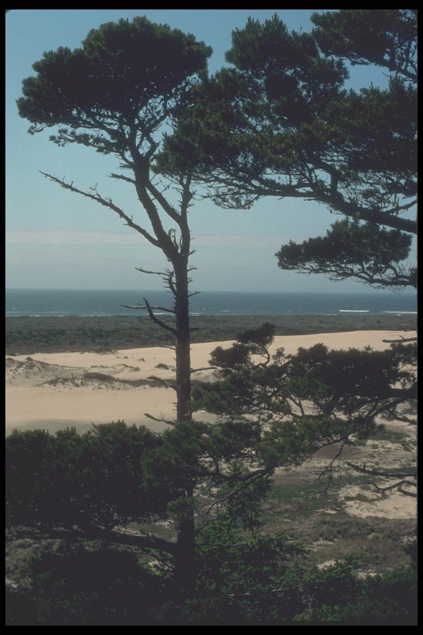 086048 Oregon Dunes National Recreation Area A4 Photo Print