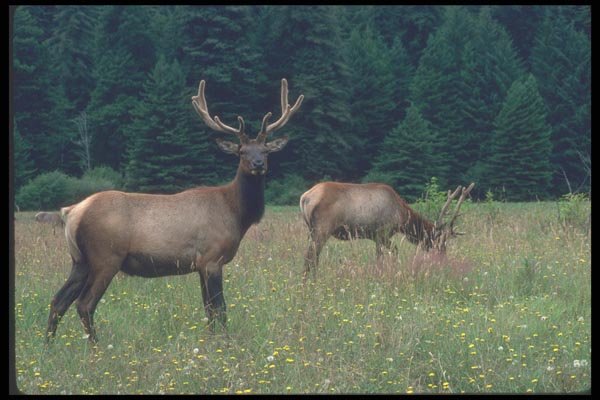 086053 Madison Grant Elk Refuge, Roosevelt Elk A4 Photo Print