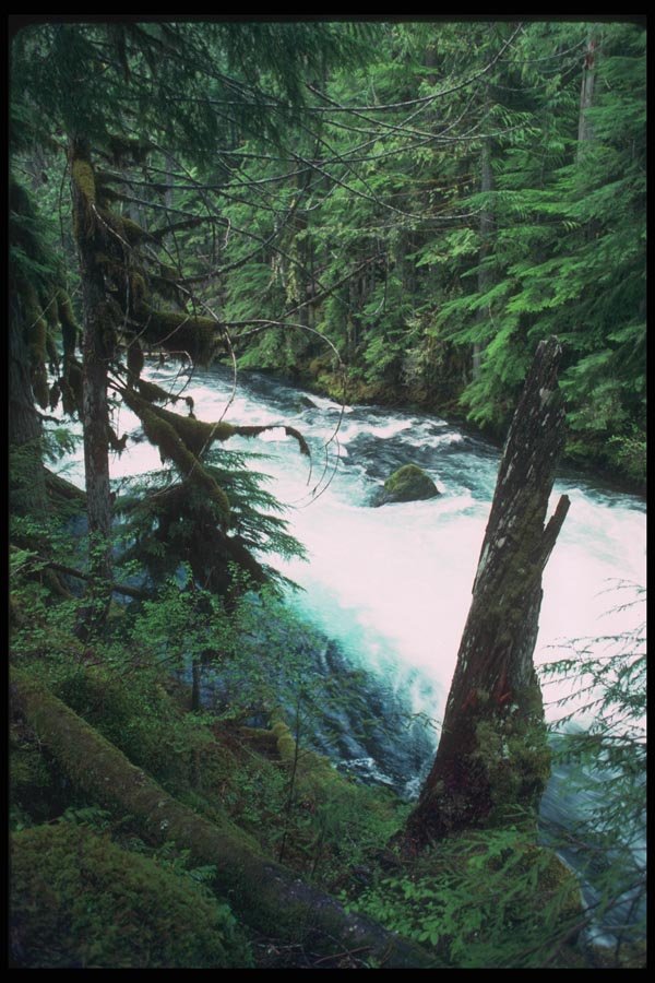 086055 Williamette National Forest, McKenzie River A4 Photo Print