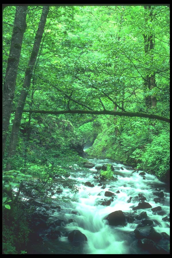 086059 Mt. Hood National Forest, Bridal Veil Falls Creek A4 Photo Print
