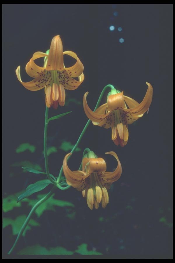 086062 Mt. Hood National Forest, Columbia Lily A4 Photo Print
