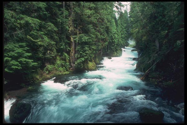 086066 Willamette National Forest, Mckenzie River A4 Photo Print