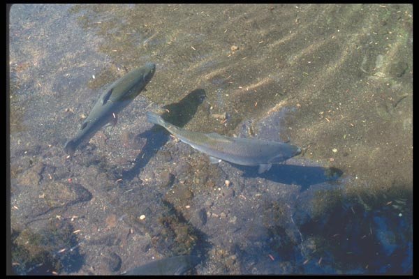 086068 Bonneville Dam Fish Hatchery, Rainbow Trout A4 Photo Print