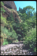 086080 Columbia River Gorge, Oneonta Gorge A4 Photo Print