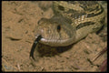 087000 Pacific Gopher Snake A4 Photo Print