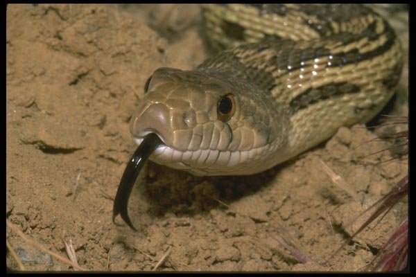 087000 Pacific Gopher Snake A4 Photo Print
