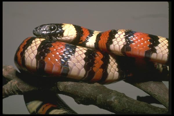 087001 Long Nosed Snake A4 Photo Print