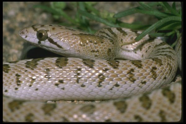 087002 Night Snake A4 Photo Print