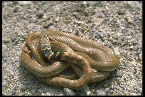 087003 Red Coachwhip A4 Photo Print