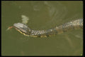 087004 Cottonmouth A4 Photo Print
