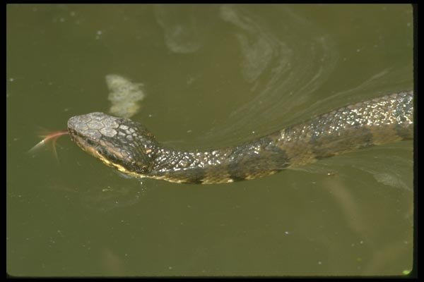 087004 Cottonmouth A4 Photo Print